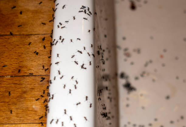 Best Insect Control  in Merrick, NY