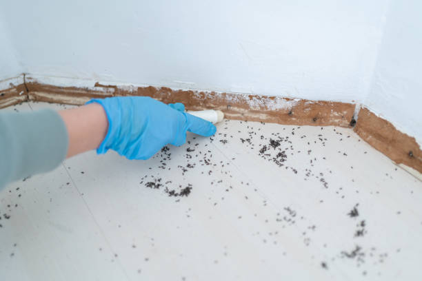 Reliable Merrick, NY Pest Control Solutions